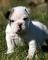 English Bulldog Puppy Za Zastonj