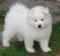 samojed