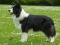 border collie