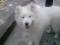 samojed