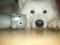 Samojed