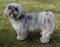 Lhasa apso