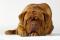 bordojska doga / dogue de bordeaux