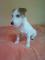 Jack russell terierka