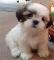 shi tzu