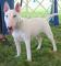 Bull terrier