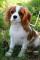 Cavalier King