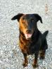 Beauceron