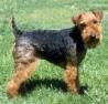 Welsh terrier