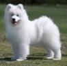 samojed