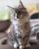 Maine coon