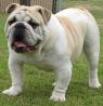 angleški buldog (english bulldog)