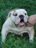 angleški buldog (english bulldog) , podarimo