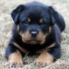 rottweiler z rodovnikom , mladiček