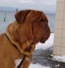 dogue de bordeaux / bordojska doga z vrhunskim rodovnikom