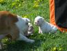 angleški buldog (english bulldog) , podarimo