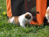 angleški buldog (english bulldog) , podarimo