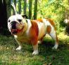 angleški buldog (english bulldog) , podarimo