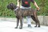 Cane corso - Samec