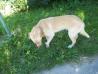 pes-labrador retriver