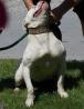 Ameriški buldog (american bulldog)