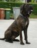 Samček Cane Corso - z rodovnikom