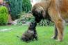 Leonberger