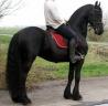 Friesian konji