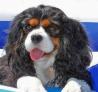 cavalier king charles