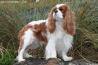 cavalier king charles španjel