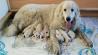 Pyrenean mountain dog with pedigree