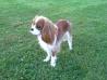 Cavalier King Charles Spanilel