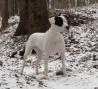 Psička dogo argentino išče aktiven dom