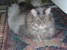 Dolgodlaka siva tigrasta Maine coon Jackie