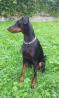 dobermanka luna