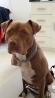 Pitbull 'Red nose' HUGO, star 1.5 let