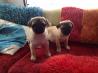 Beautiful mops Pups