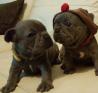 Osupljiva Francoski Bulldog Puppies