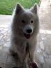 Samojed, Lenny