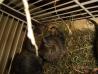 Degu ( Octodon degus )