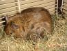 Degu (Octodon degus )