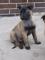 Malinois puppies