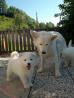 mladiči, samojed, 3 samičke