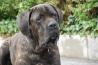 Cane corso - Samec