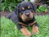 Rottweiler Mladički AKC