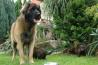 Leonberger