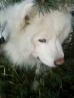 SAMOJED