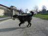 Mejni ovčar  Ox (border collie)