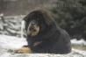 Tibetan Mastiff (Do Khyi) puppies for reservation