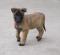 Malinois puppies